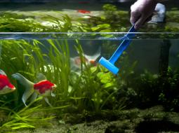 Как правильно менять воду в аквариуме?