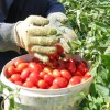 Что за субстанция покрывает руки во время сбора помидоров?