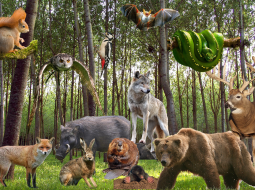 Животный мир - Как долго живут различные животные, в частности млекопитающие?