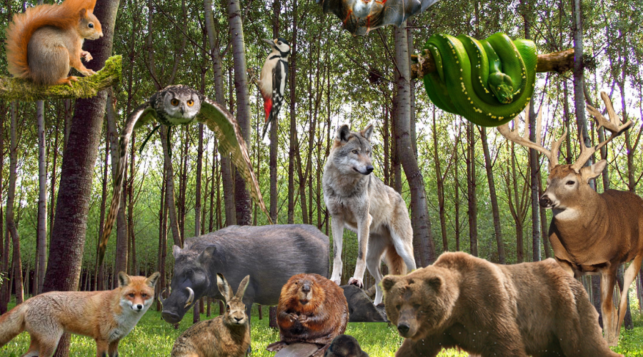 Животный мир - Как долго живут различные животные, в частности млекопитающие?