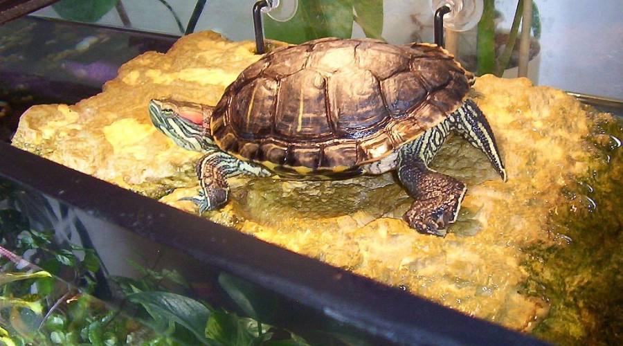 Как правильно ухаживать за черепахой в домашних условиях
