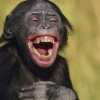 Почему коалам не жарко и умеют ли обезьяны смеяться?