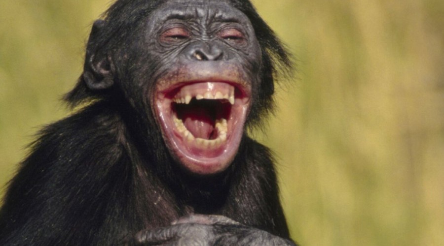 Почему коалам не жарко и умеют ли обезьяны смеяться?