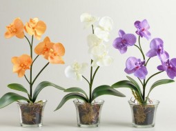 Как выращивать орхидею.