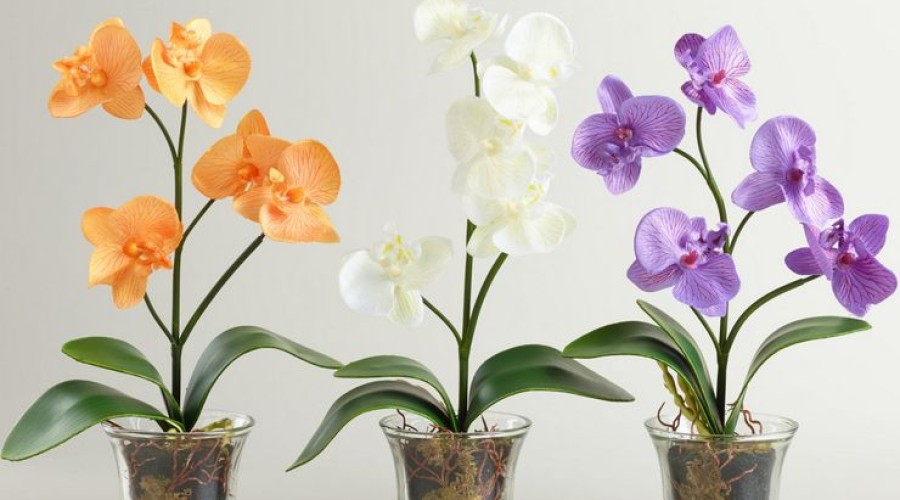 Как выращивать орхидею.