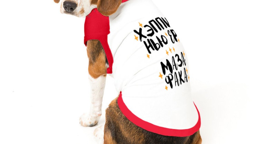 Где можно купить футболку для собаки?