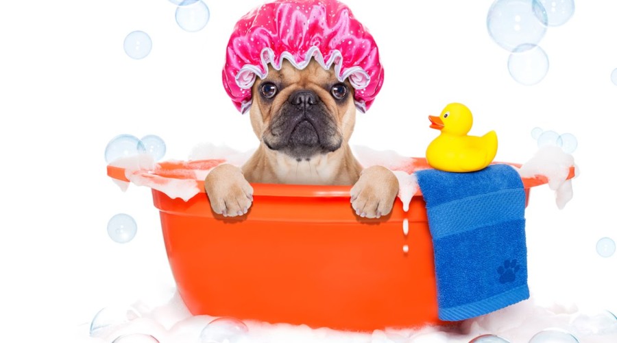 Как выбрать аксессуары для купания собаки