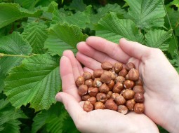 Лесные орехи: чем полезен орех фундук, выращивание и уход