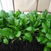 Как вырастить шпинат на подоконнике и даче