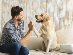 5 причин, чтобы решиться завести собаку в квартире