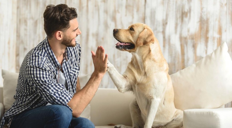 5 причин, чтобы решиться завести собаку в квартире