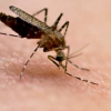 Как избавиться от комаров?