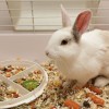 Чем кормить кроликов, или как вырастить здорового ушастого?