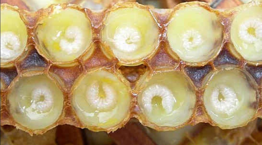 Лечение пчелиным маточным молочком