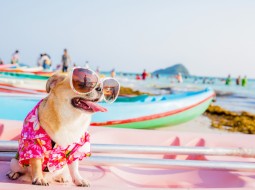 Где лучше всего отдохнуть на море с собакой