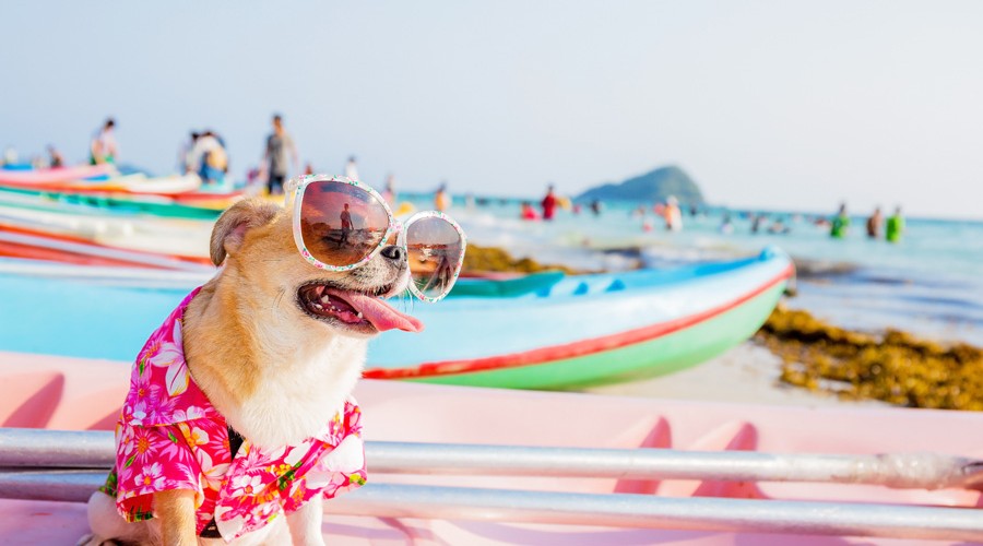 Где лучше всего отдохнуть на море с собакой