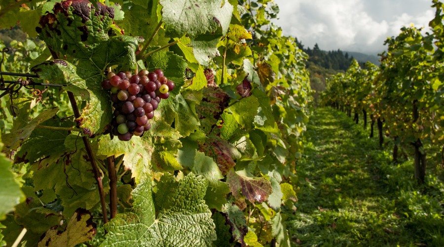 Как ухаживать за виноградом – подкормка и другие процедуры