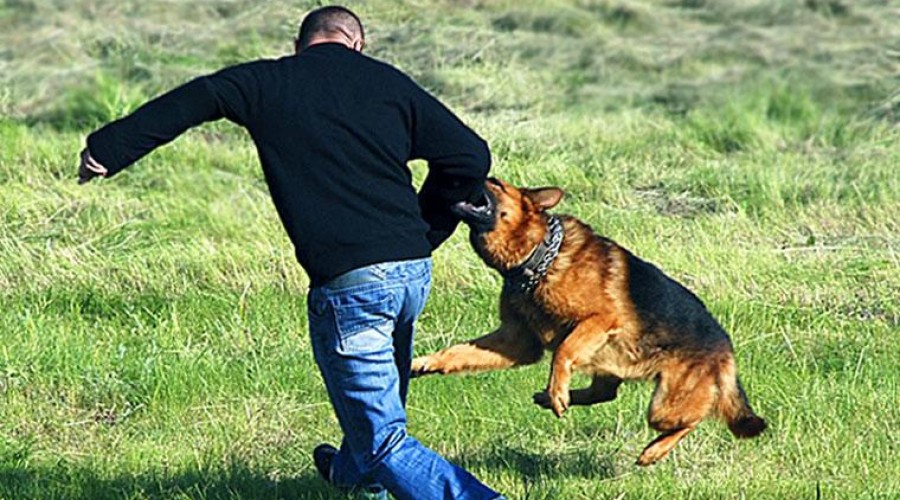 Как защититься от собаки