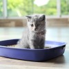 Как приучить котенка к туалету: в квартире и на улице