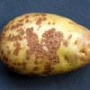 Как защитить картофель от картофельной чумы?