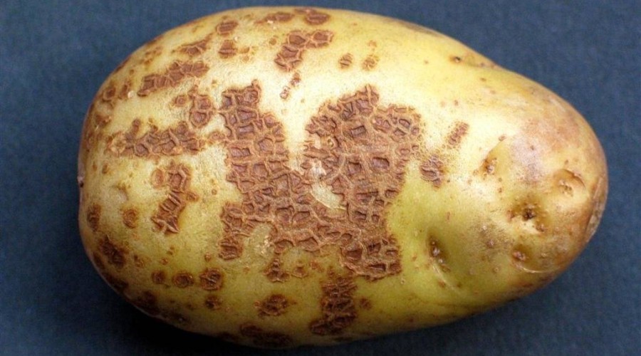 Как защитить картофель от картофельной чумы?