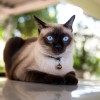 Чем определяется окраска сиамской кошки и почему кошачьи глаза светятся в темноте?