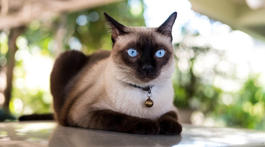 Чем определяется окраска сиамской кошки и почему кошачьи глаза светятся в темноте?