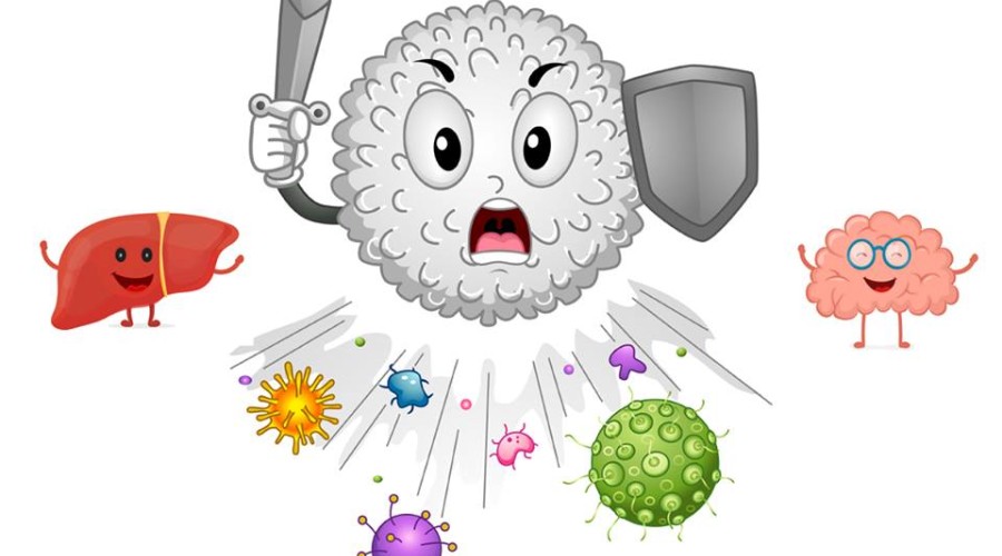 Что такое иммунитет и как он работает?