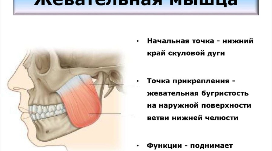 Как можно лечить область жевательных мышц?