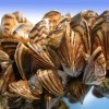 Какова роль в экосистеме зебрового моллюска, как образуются жемчужины?