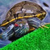 Как ухаживать за красноухой черепахой в домашних условиях?