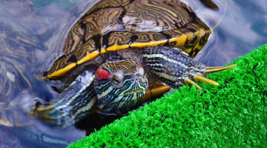 Как ухаживать за красноухой черепахой в домашних условиях?
