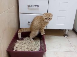 Если кошка перестала пользоваться своей коробкой