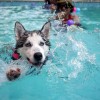 Плавание для собак.