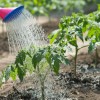 Как правильно поливать садовые и огородные растения