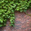Портит ли растущий плющ кирпичную стену?