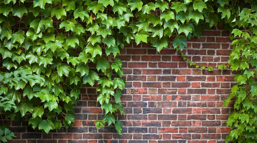 Портит ли растущий плющ кирпичную стену?