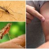 Комары — причина смерти половины всех людей, когда-либо живших на Земле