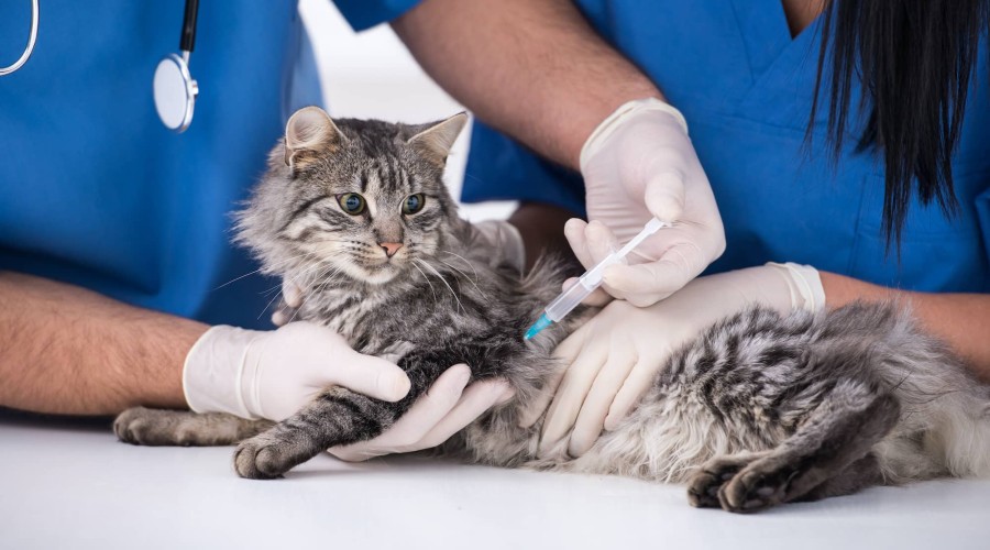 Вакцинация кошек - что это и зачем надо?