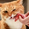 Кормить ли кошку мясом?