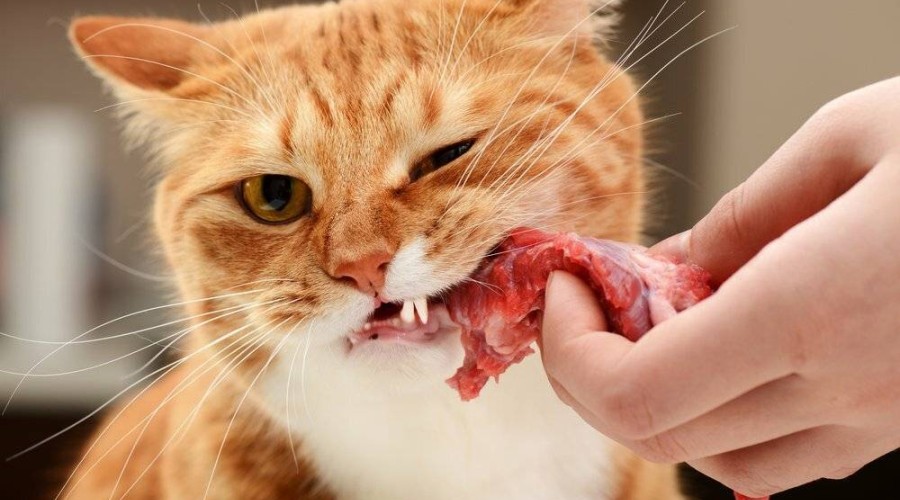 Кормить ли кошку мясом?