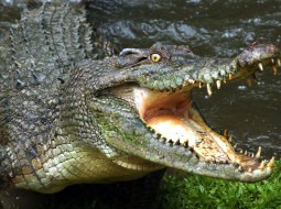 Поймали крокодила людоеда