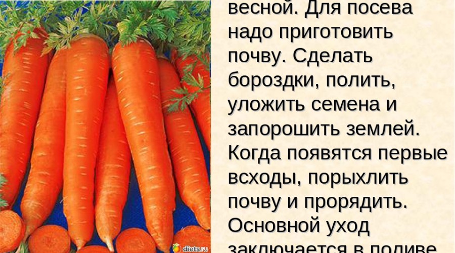 Когда и как сажать морковь