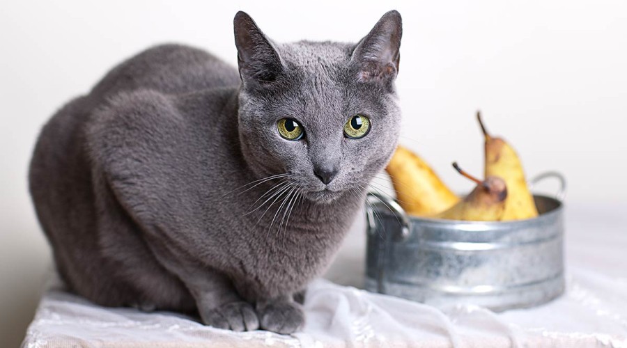 Еда для любимца, или чем кормить русскую голубую кошку