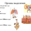 Почему у человека имеется две системы выделения?