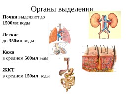 Почему у человека имеется две системы выделения?