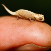 Самый маленький хамелеон в мире помещается на ногте человека