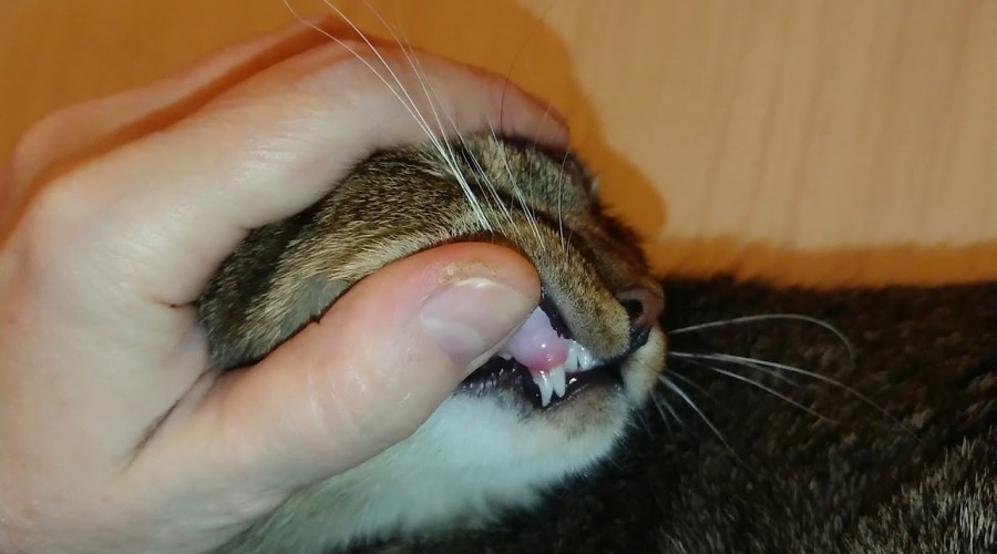 Как и когда проходит смена зубов у котов?