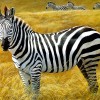Как зебра получила свои полосы