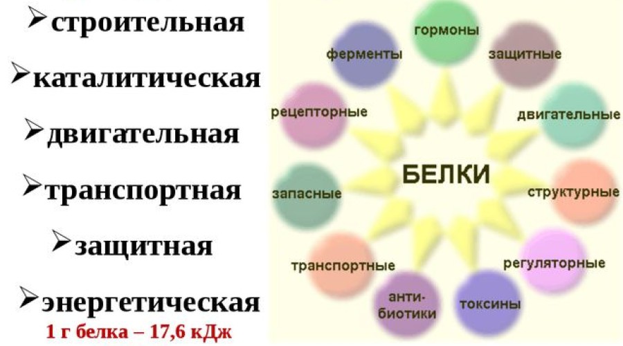 Какие белки полезны для здоровья